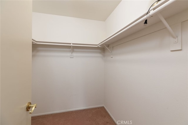 spacious closet featuring carpet floors