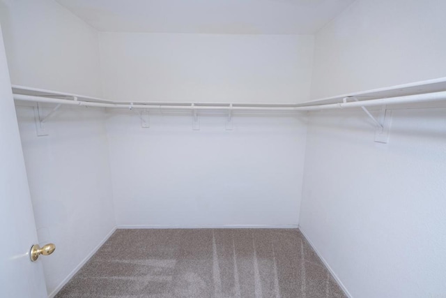 walk in closet with carpet flooring