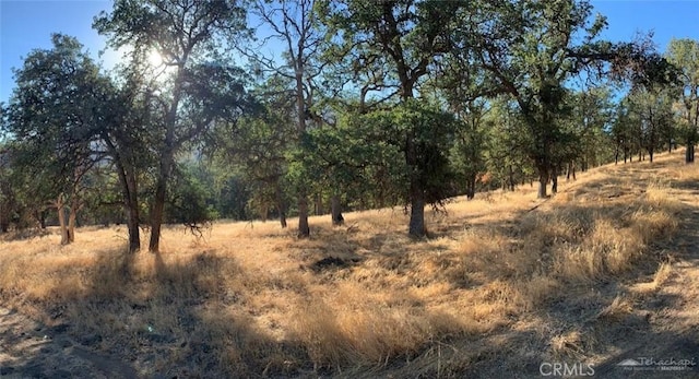 view of local wilderness with a rural view