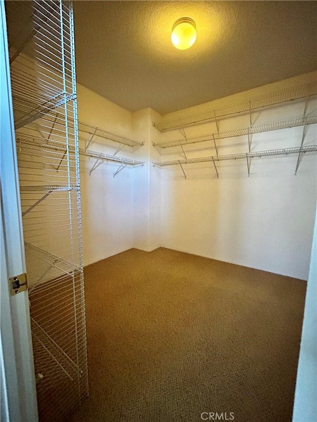 walk in closet featuring carpet floors