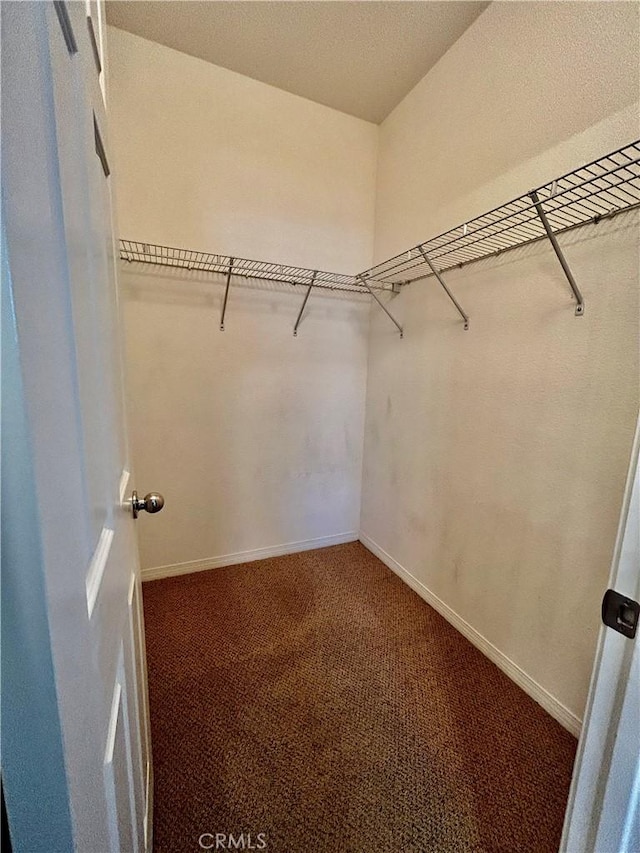 spacious closet featuring carpet