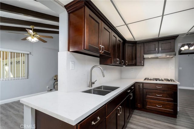 kitchen featuring light hardwood / wood-style flooring, sink, gas cooktop, ceiling fan, and dark brown cabinetry