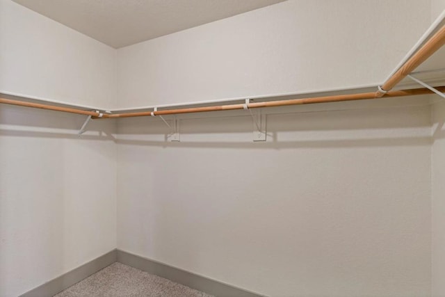 spacious closet featuring carpet