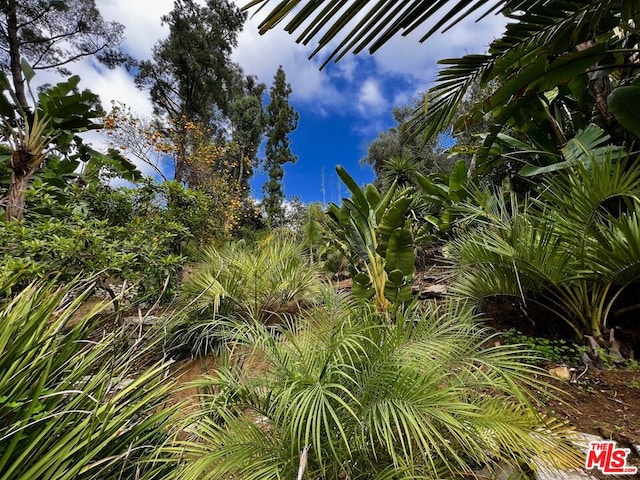 view of local wilderness