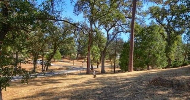 view of local wilderness