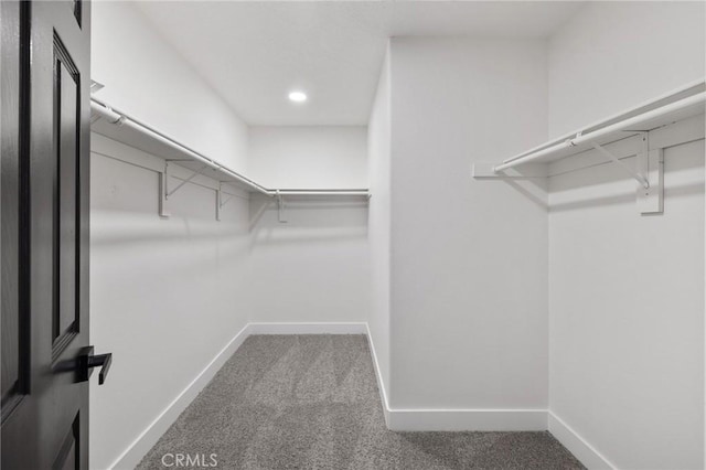 walk in closet with carpet flooring