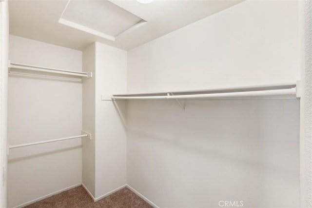 spacious closet featuring attic access and carpet floors