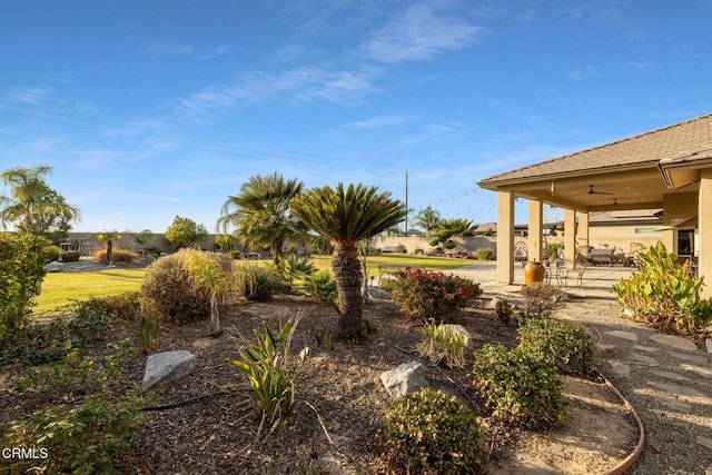 view of yard with a patio area and ceiling fan