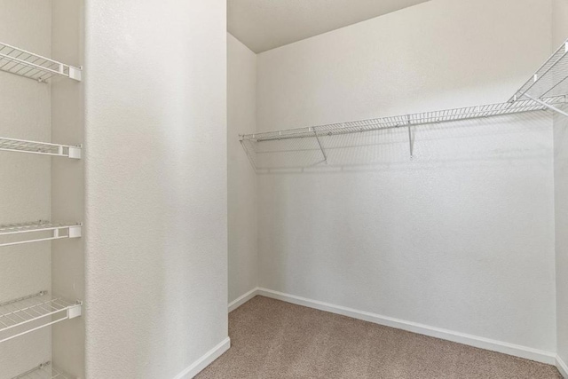 walk in closet with carpet floors