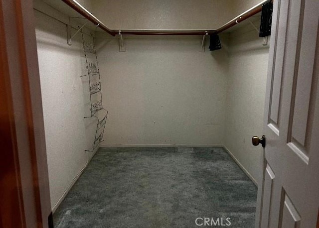 walk in closet featuring carpet flooring