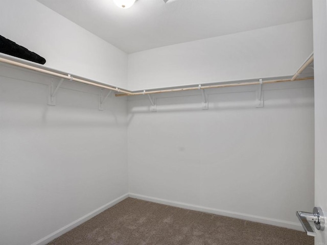 walk in closet featuring carpet floors