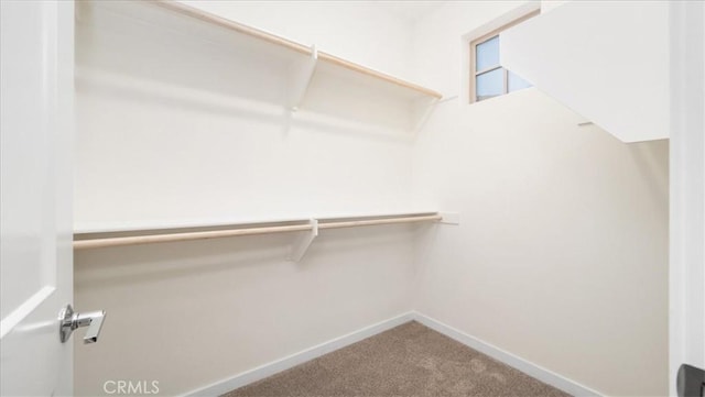 spacious closet featuring carpet flooring