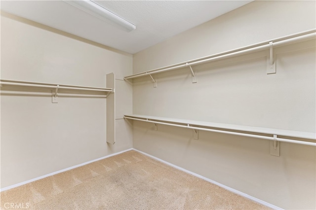 spacious closet featuring carpet