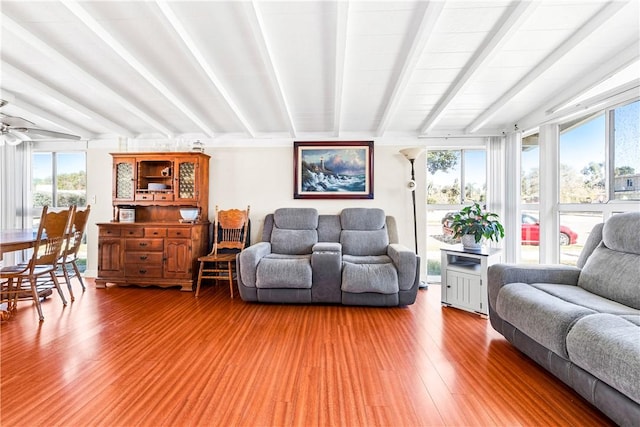 living room with hardwood / wood-style flooring, ceiling fan, beamed ceiling, and a healthy amount of sunlight