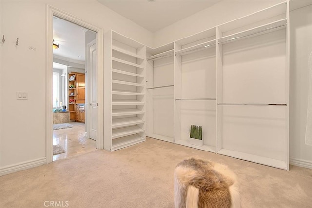 walk in closet featuring carpet floors