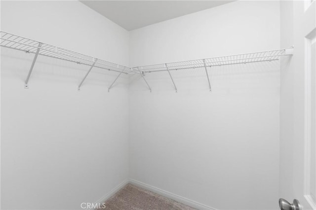 spacious closet with carpet