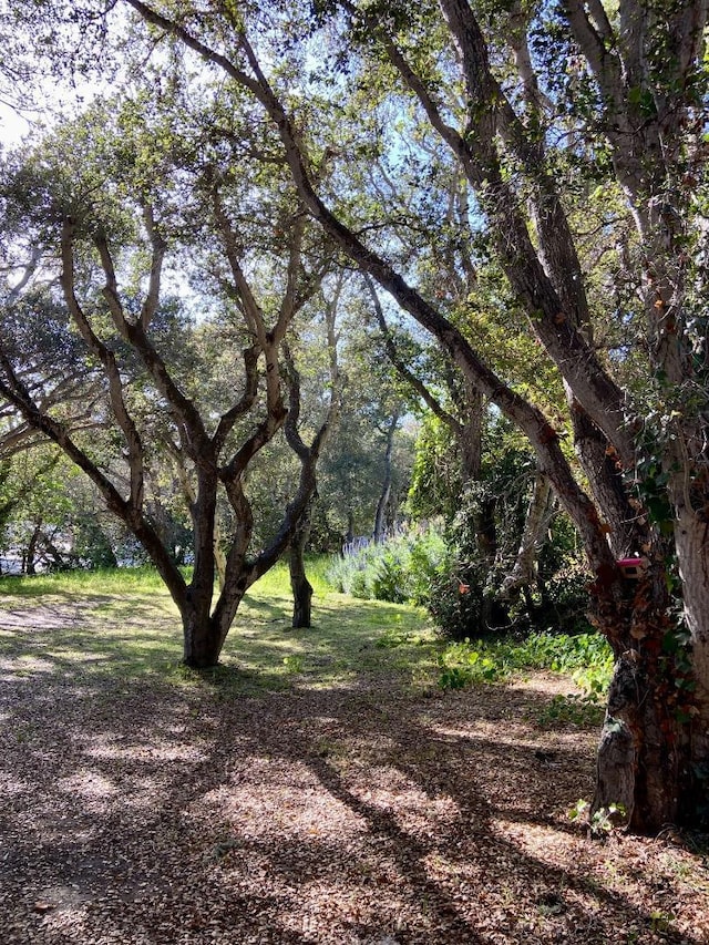 view of local wilderness