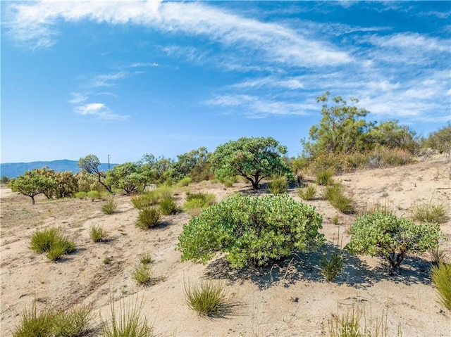 view of local wilderness