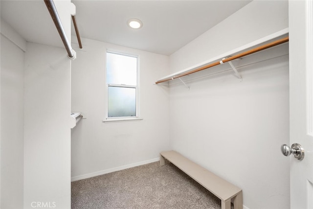 walk in closet with carpet floors