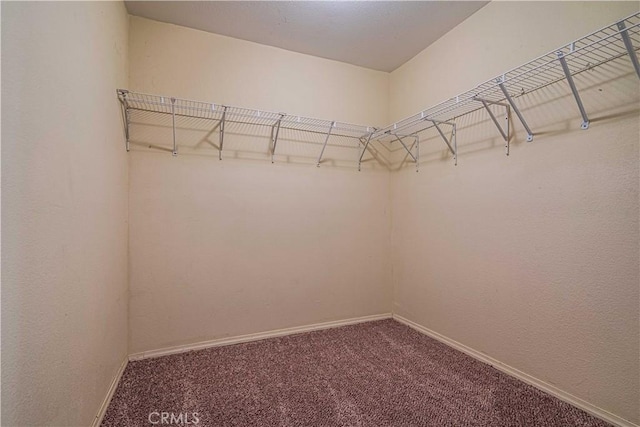 walk in closet featuring carpet floors