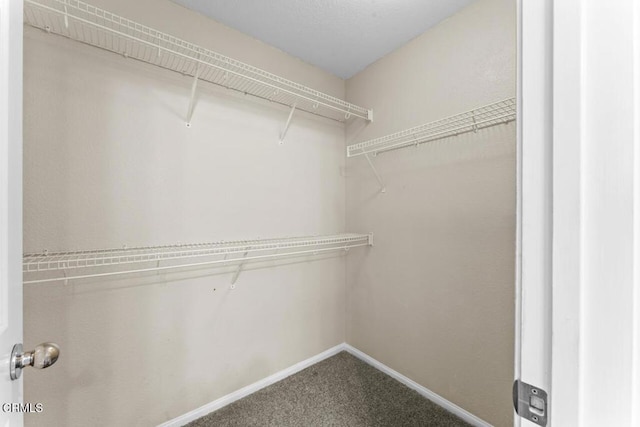 walk in closet with carpet floors