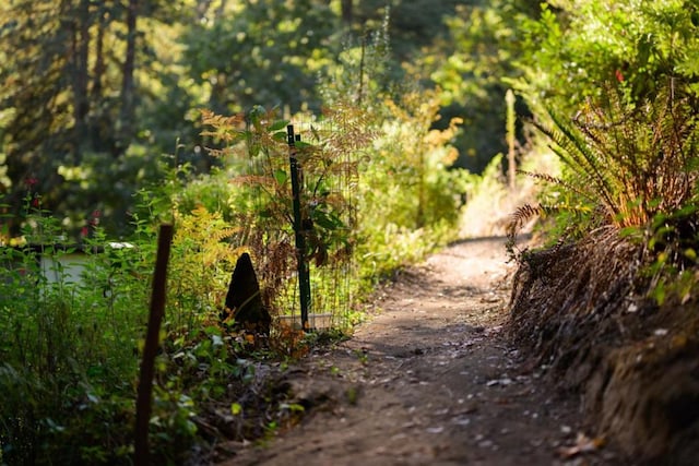 view of local wilderness