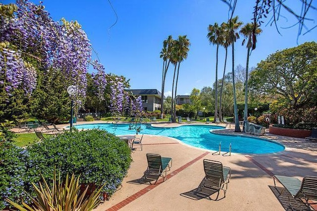 view of pool featuring a patio