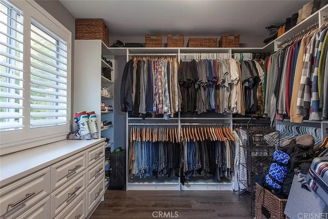 spacious closet featuring dark hardwood / wood-style flooring