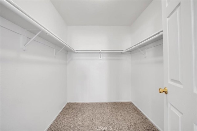 walk in closet with carpet floors