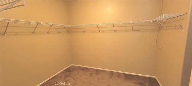 spacious closet with carpet