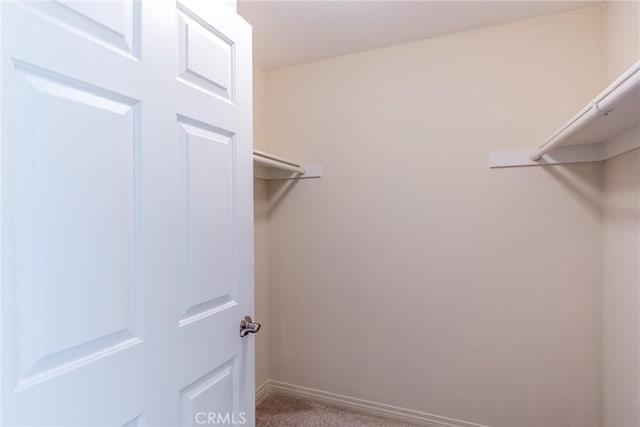 walk in closet featuring carpet