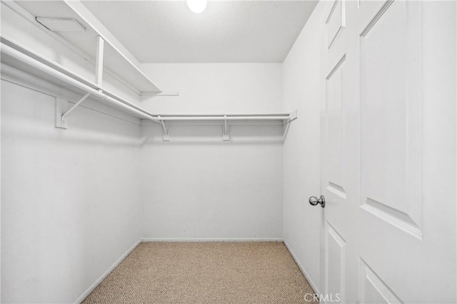 walk in closet featuring light colored carpet