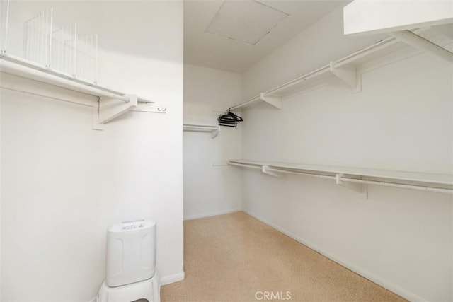 walk in closet featuring light colored carpet