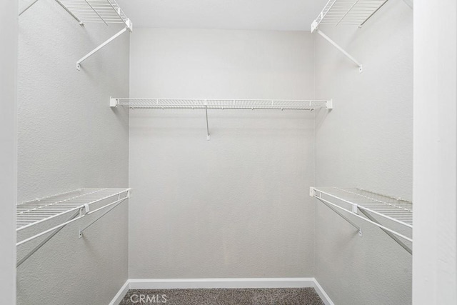 spacious closet featuring carpet