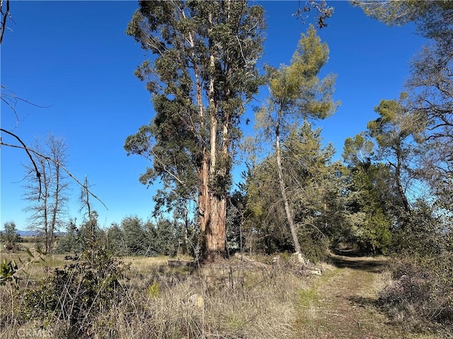 view of local wilderness