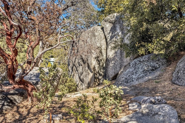 view of local wilderness