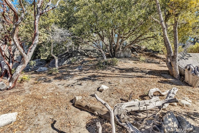 view of local wilderness