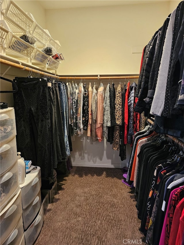 walk in closet with carpet flooring