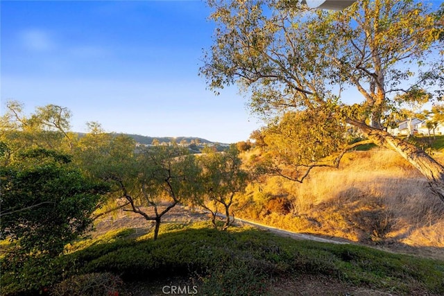 view of local wilderness