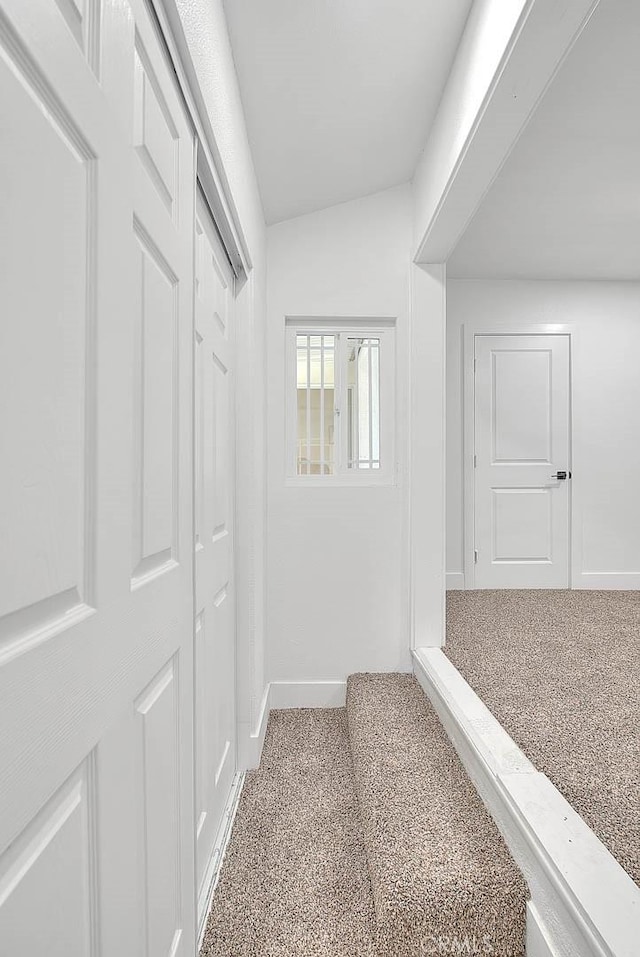 spacious closet with carpet flooring