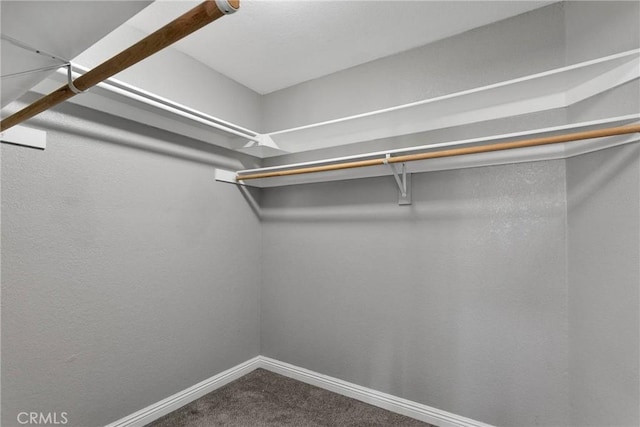 spacious closet featuring carpet flooring