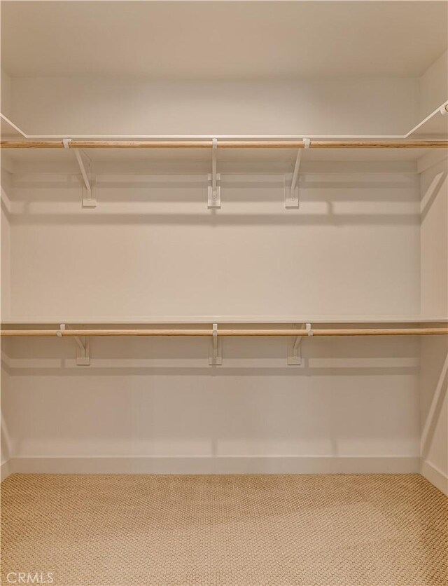 spacious closet featuring carpet flooring