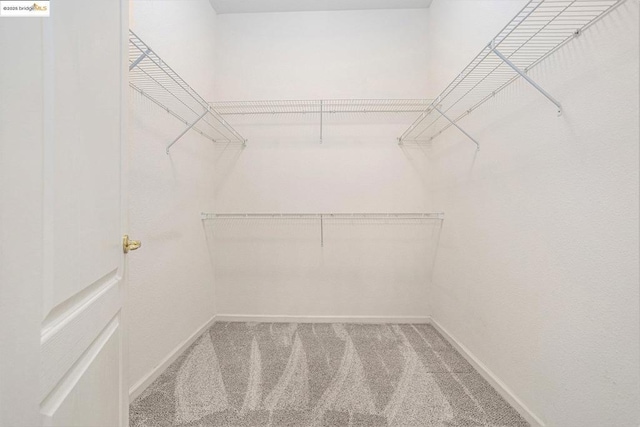 walk in closet with carpet flooring