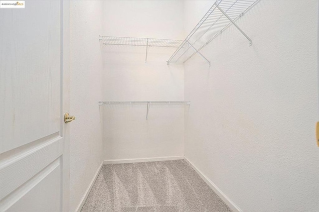 spacious closet featuring carpet flooring