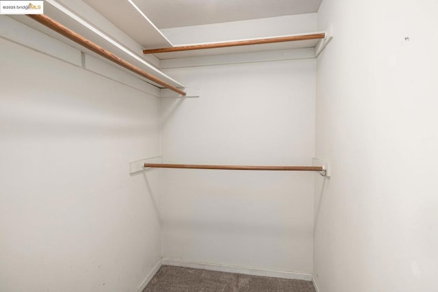 walk in closet featuring carpet flooring