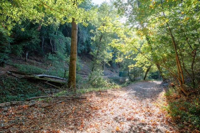 view of local wilderness