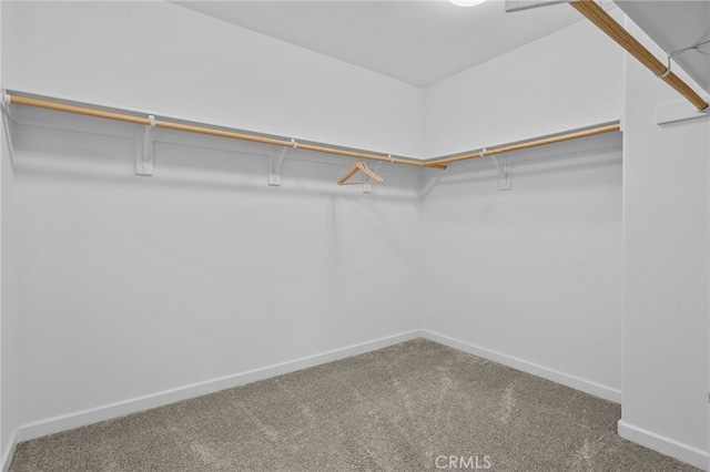 spacious closet featuring carpet flooring