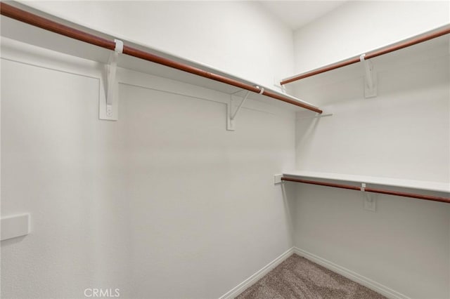 spacious closet with carpet