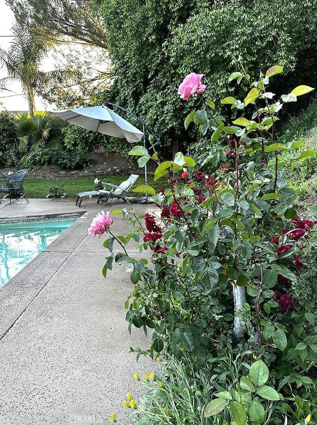 view of swimming pool featuring a patio area