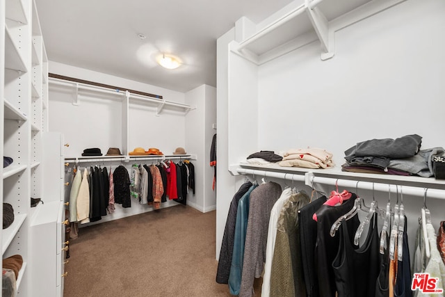 walk in closet with carpet flooring